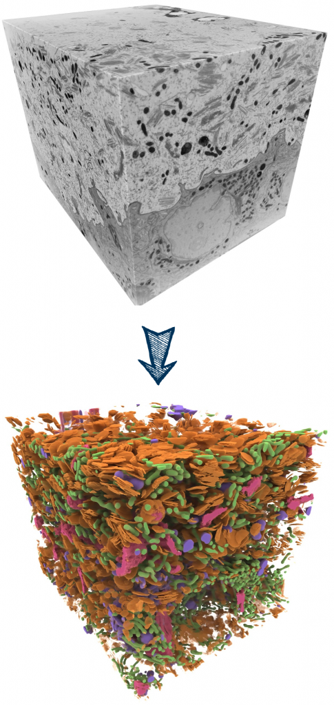 segemntation-microscopy